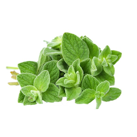 oregano, lebiodka pospolita