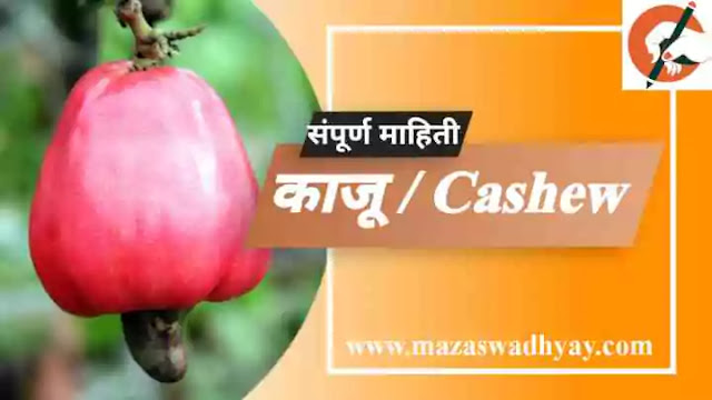 Cashew Information in Marathi Esay Cashew information in marathi pdf Cashew Information काजू फळाची संपूर्ण माहिती. काजू झाडाविषयी माहिती काजू या फळाविषयी माहिती. काजू झाडाची माहिती मराठी Kaju zadachi Mahiti