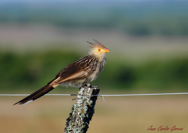 Avistaje de aves en Argentina, Salta. Birdwatching y fotografía de Juan Carlos Gorrini.