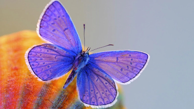 Butterfly HD Wallpaper 2