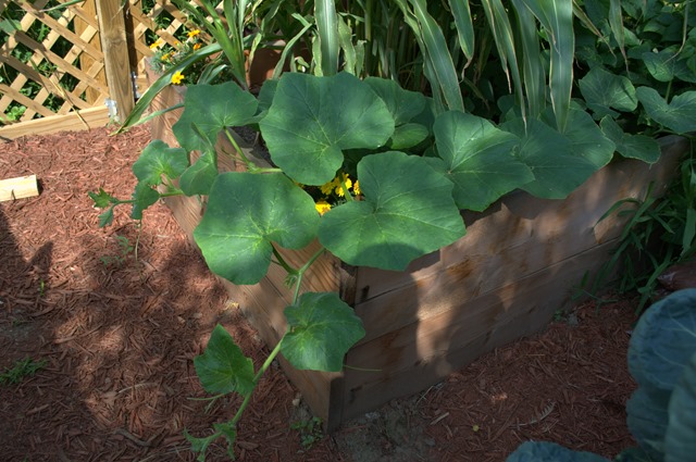 Squash Aug 8