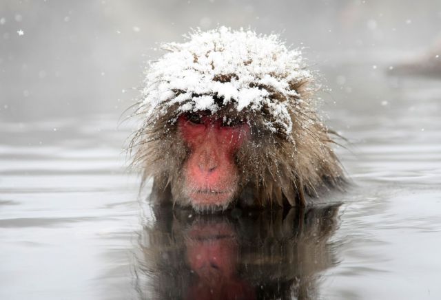 Most Funny Bathing Monkeys Pictures Seen On www.coolpicturegallery.us