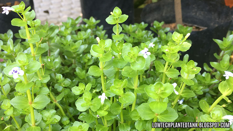 bacopa flower