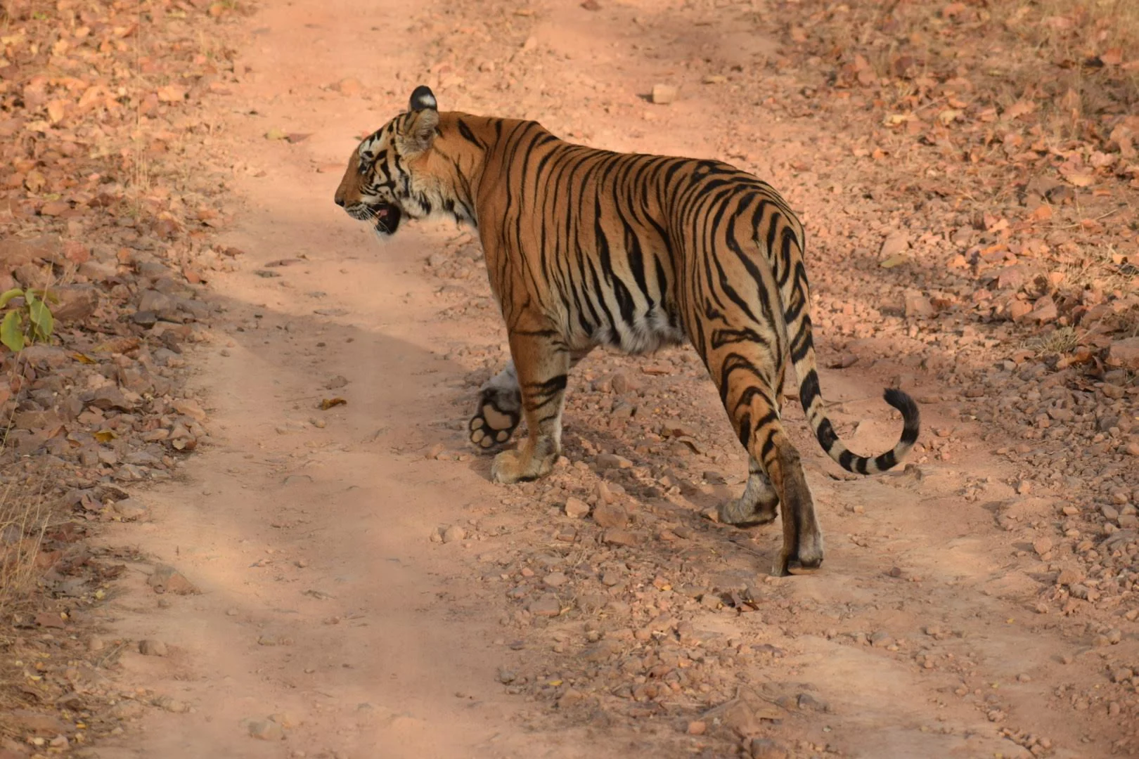 Bandhavgarh National Park - Wildlife Retreat