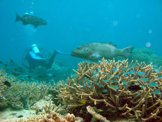 Great Barrier Reef Marine Park Zoning Plan