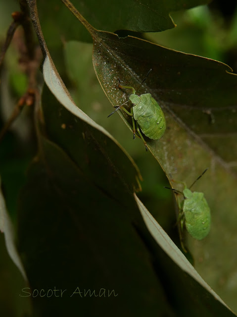 Nezara viridula