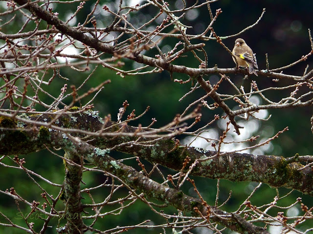 Carduelis sinica