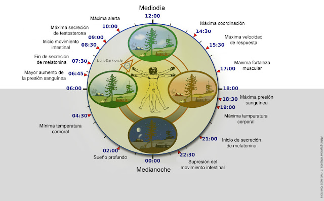 Procesos fisiológicos que siguen un rito de 24 horas