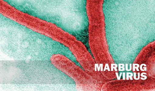 Virus Marbung