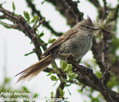 alt="coludito copeton,aves de mendoza"