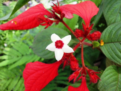 Bunga Tercantik di Dunia-Mussaenda Erythrophilla Ashanti Blood