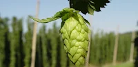 green hops