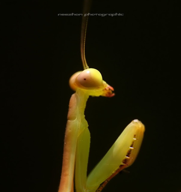 Green Praying Mantis on black