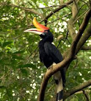 Enggang gading (Buceros / Rhinoplax vigil) is a large-sized bird of the family Bucerotidae. This bird is found in the Malay Peninsula, Sumatra, and Borneo. This bird also became the mascot of West Borneo Province, and included in this type of fauna are reserved.