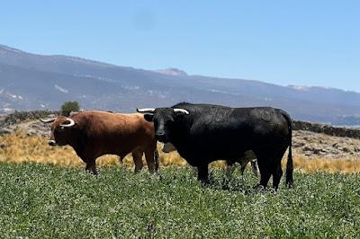 Toro castaño y negro de la ganadería Colorado pastando para la feria de Macusani