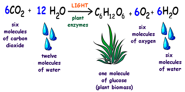 photosynthesis equation balanced. The chemical reactions of photosynthesis and respiration are as follows: