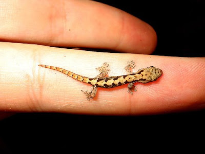 Photos of Tiny Animals In People's Hand