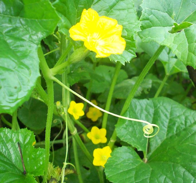 Semua Menjadi: Pepasan Ivy Gourd