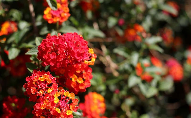 Lantana Flowers Pictures