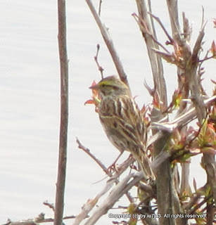 Savannah Sparrows