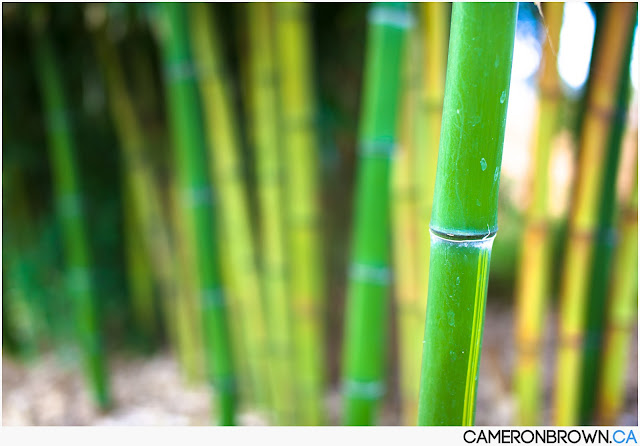Bamboo In Canada5