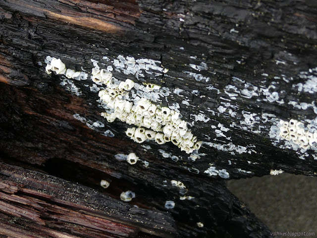 white bits of shell attached to redwood