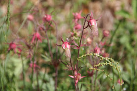 prairie smoke developing plumes