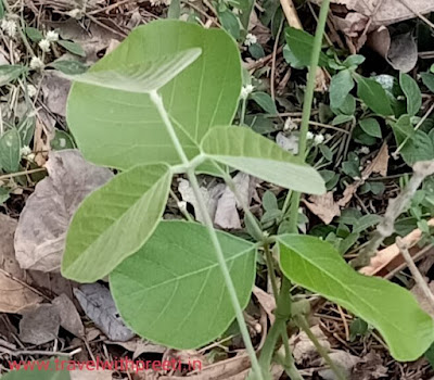 पलाश/छेवला/ढाक (Palash/Chhewla/Dhak) के पौधे के औषधीय गुण