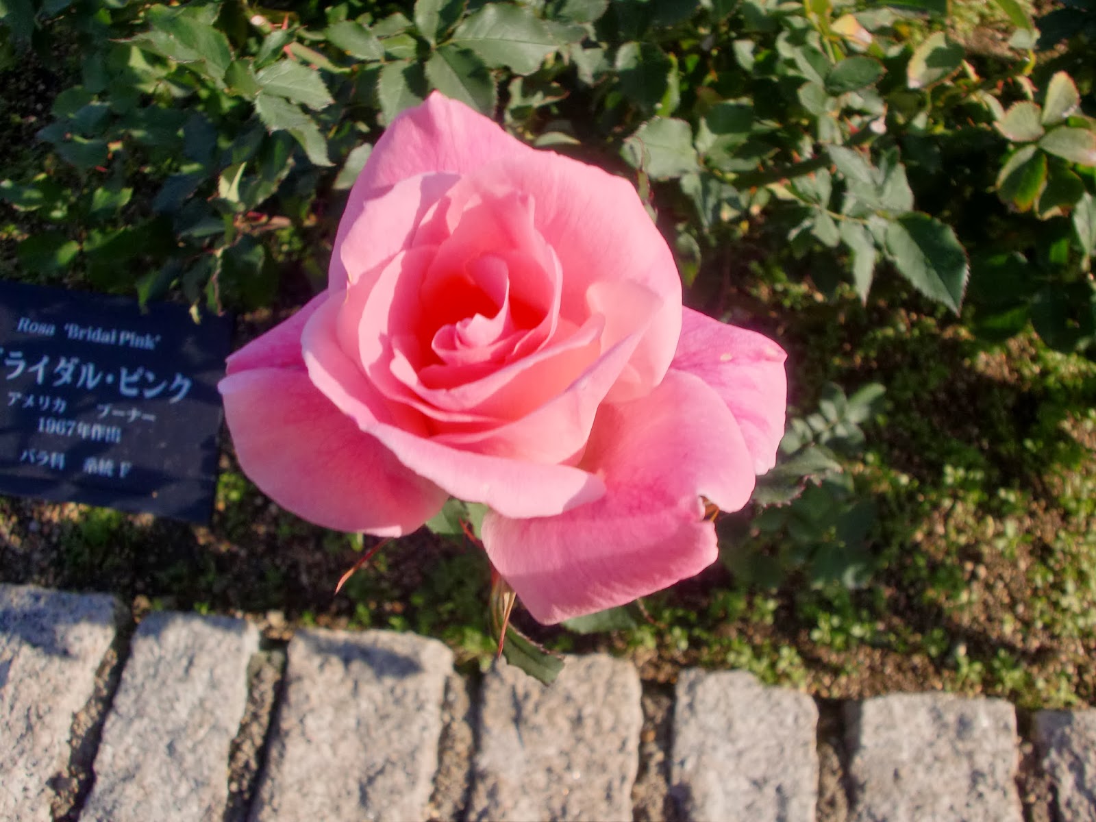 ６０歳で無職の優雅な日々 バラ 薔薇 ブライダル ピンク Rosa Bridal Pink