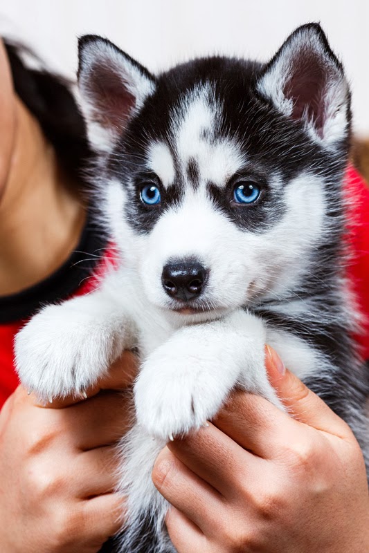 Owner holds up her siberian husky puppy to the camera