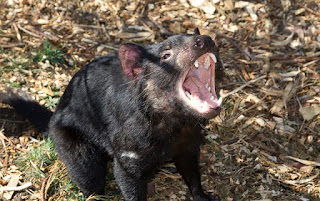  Fauna atau biasa disebut Dunia Hewan dimana mereka dapat hidup di belahan dunia manapun Kumpulan Gambar Hewan di Australia 