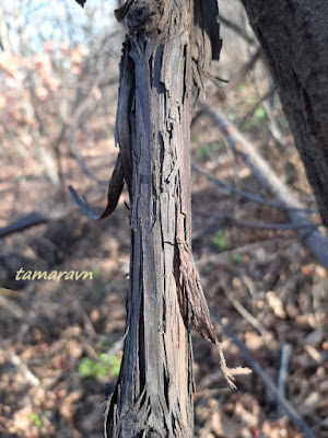 Виноград амурский (Vitis amurensis)