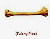  Kita sanggup melaksanakan banyak sekali acara menyerupai bangkit  Rangka Tubuh Manusia, Sendi, Penyakit dan Cara Memelihara Rangka