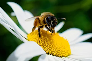 Save our pollinators!