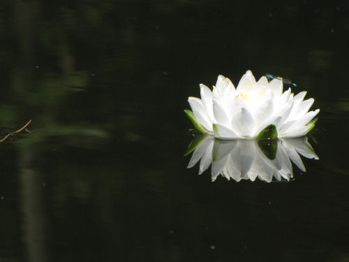 water lily