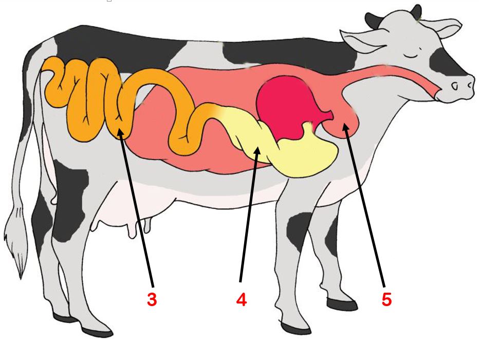 35 Soal Tematik Kelas 5 Tema 3 Makanan Sehat Kunci 