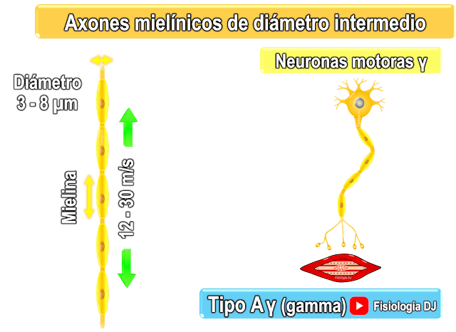 Fibras nerviosas de diámetro intermedio (tipo A gamma)