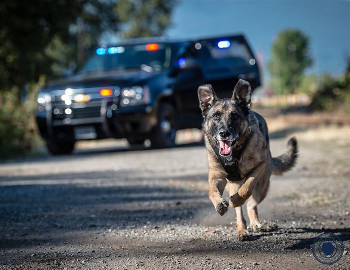 Vancouver Police Canine Unit Released Their 2019 Charity Calendar, And The Photos Are Awesome