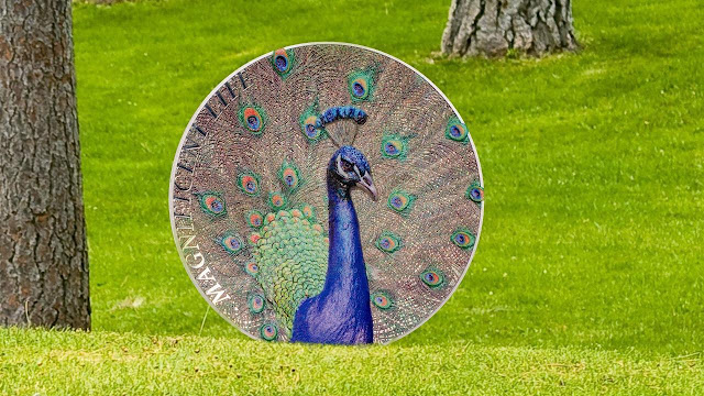 Peacock