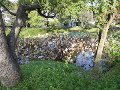 花博記念公園鶴見緑地　北東の角にある蓮池