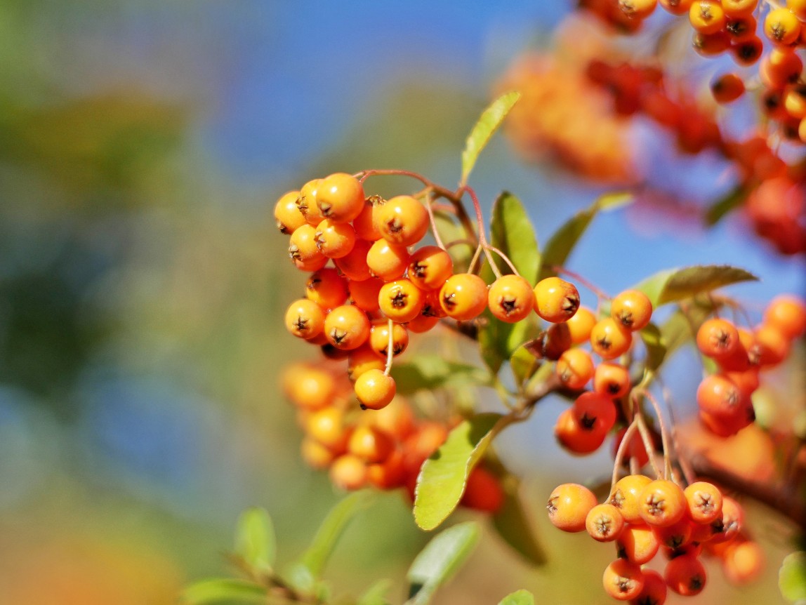 Herbstbeeren