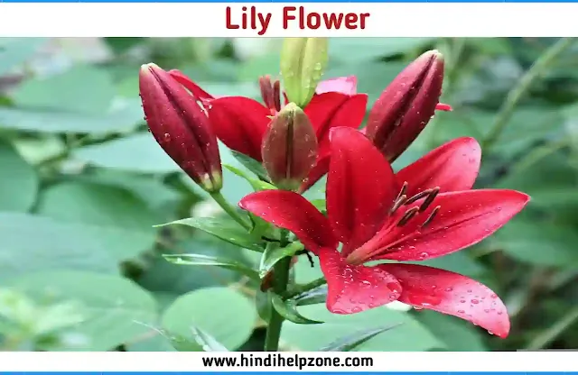 beautiful Red Flowers Names and Pictures