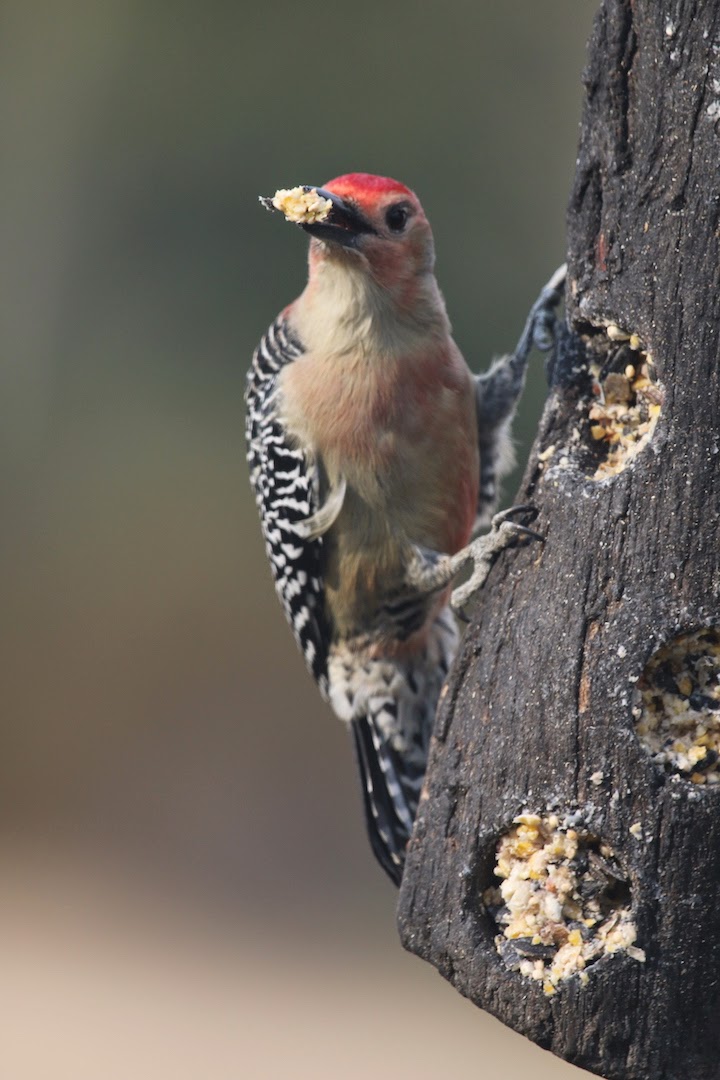 IMG_2374woodpecker-2014-10-24-12-56.jpg