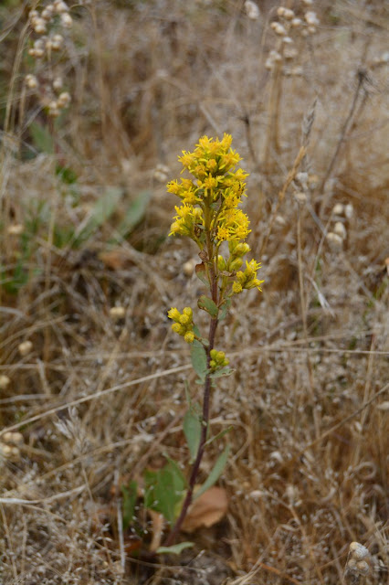 Solidago spathulata