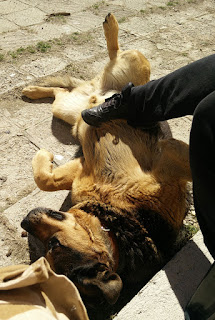 Rambo gets a belly rub in the sun