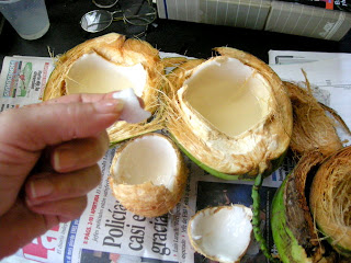 Unripe coconuts, La Ceiba, Honduras