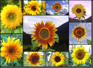 10 10 10 Sunflowers