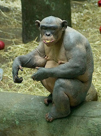 Hairless Chimps Pictures 