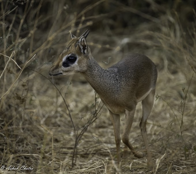 Dik-dik