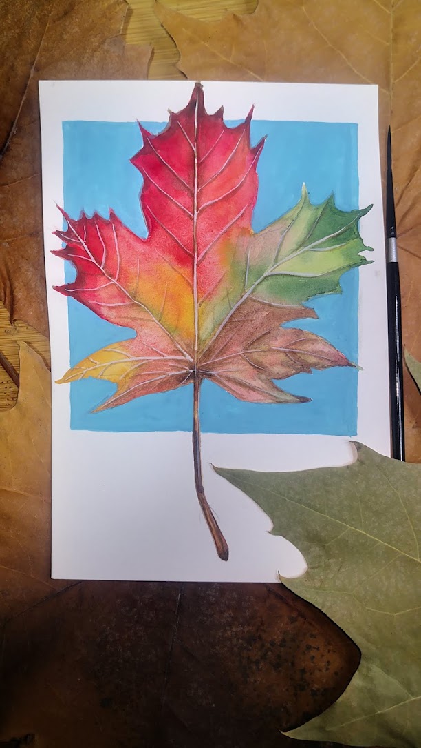 2How to draw an autumn maple leaf step by step tutorial, come to see my online web class